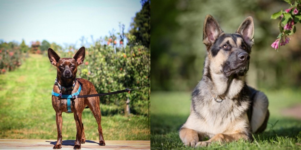 East European Shepherd vs Bospin - Breed Comparison
