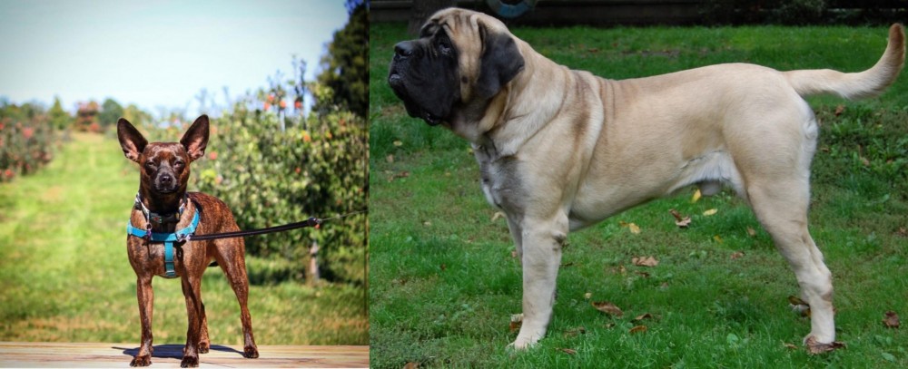 English Mastiff vs Bospin - Breed Comparison