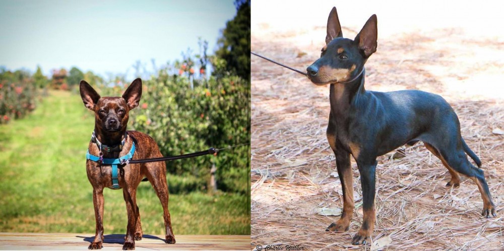 English Toy Terrier (Black & Tan) vs Bospin - Breed Comparison