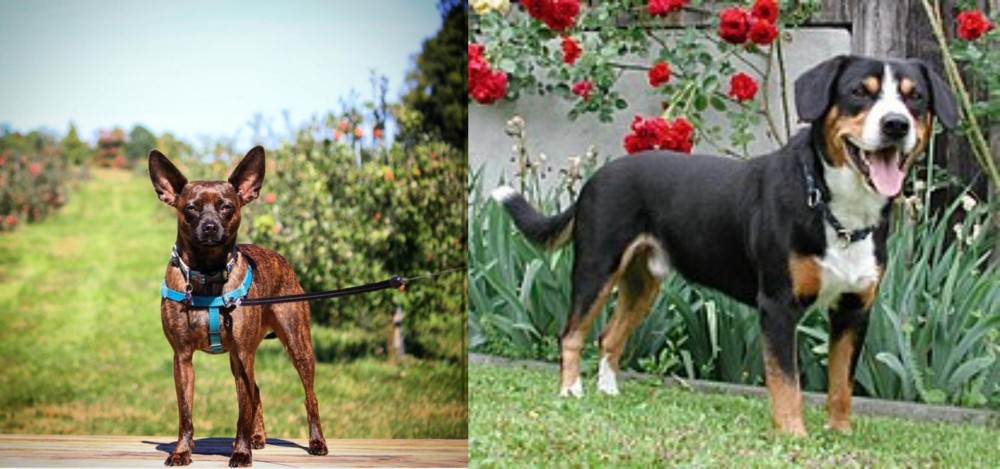 Entlebucher Mountain Dog vs Bospin - Breed Comparison