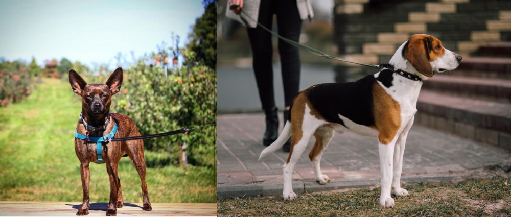 Estonian Hound vs Bospin - Breed Comparison