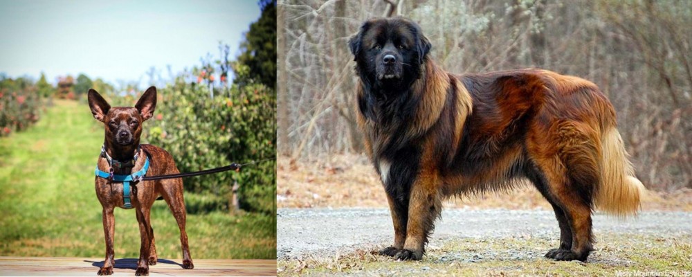 Estrela Mountain Dog vs Bospin - Breed Comparison