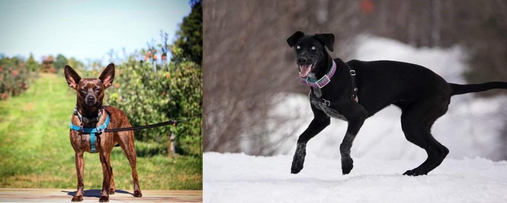 Eurohound vs Bospin - Breed Comparison
