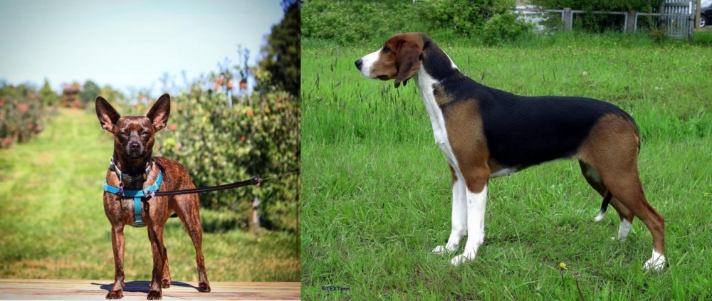 Finnish Hound vs Bospin - Breed Comparison