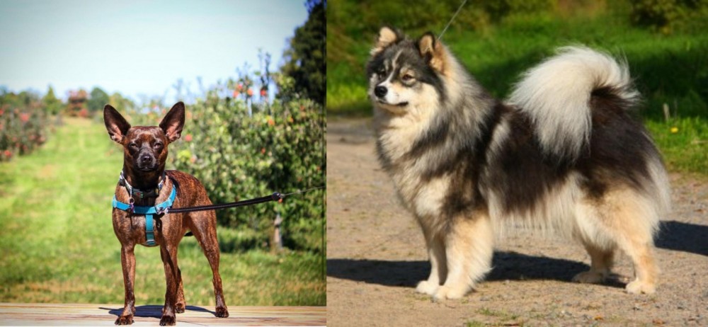 Finnish Lapphund vs Bospin - Breed Comparison