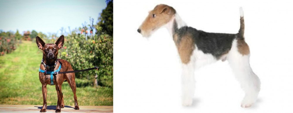 Fox Terrier vs Bospin - Breed Comparison