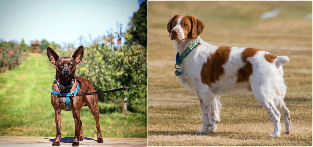 French Brittany vs Bospin - Breed Comparison
