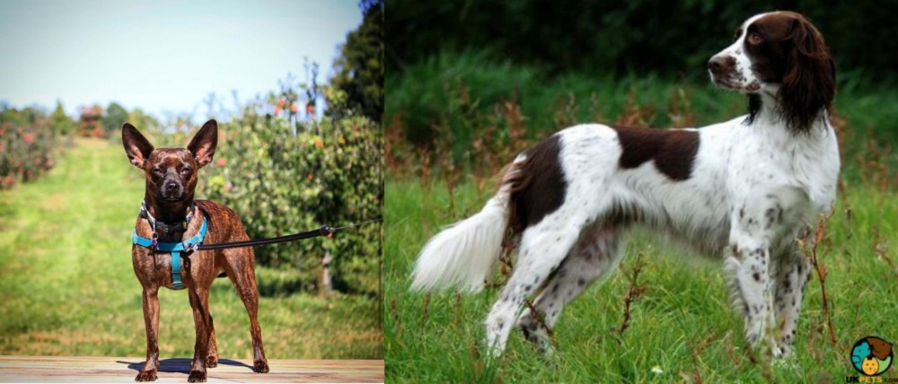 French Spaniel vs Bospin - Breed Comparison
