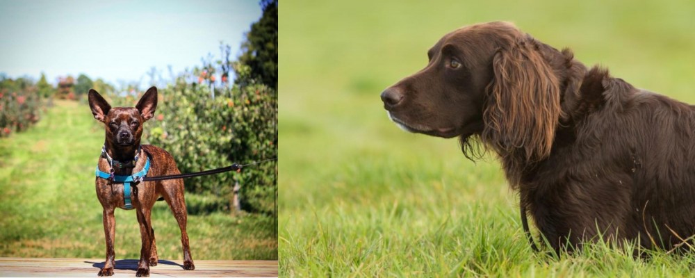 German Longhaired Pointer vs Bospin - Breed Comparison