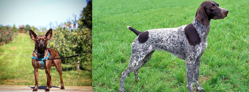 German Shorthaired Pointer vs Bospin - Breed Comparison