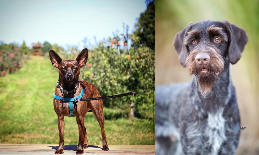 German Wirehaired Pointer vs Bospin - Breed Comparison