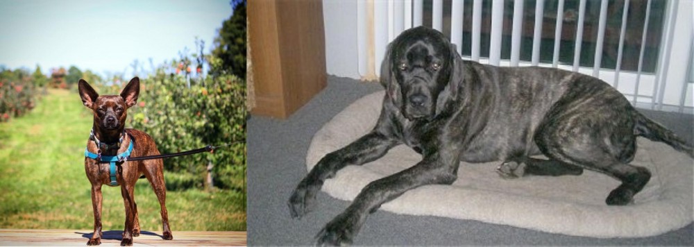 Giant Maso Mastiff vs Bospin - Breed Comparison