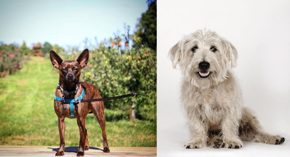 Glen of Imaal Terrier vs Bospin - Breed Comparison