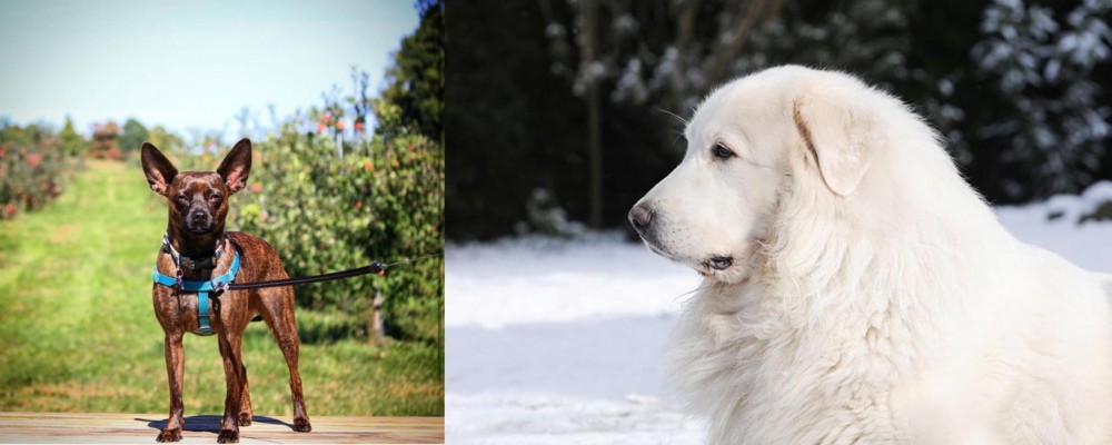 Great Pyrenees vs Bospin - Breed Comparison