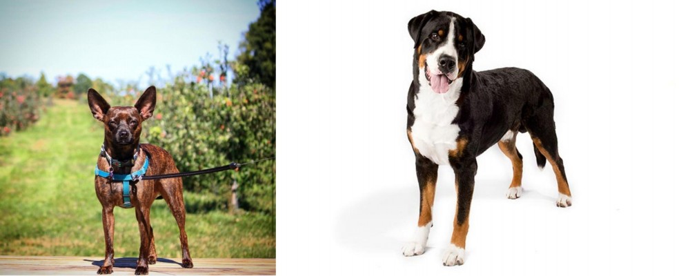 Greater Swiss Mountain Dog vs Bospin - Breed Comparison