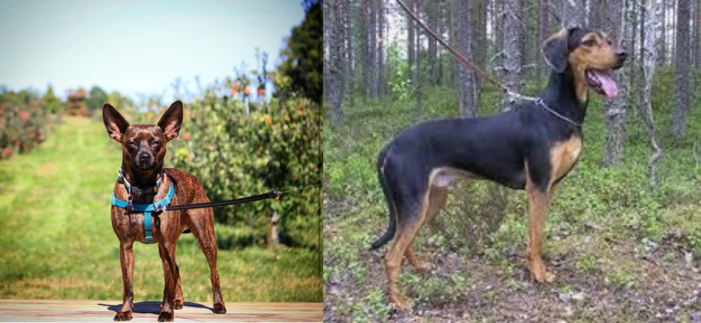 Greek Harehound vs Bospin - Breed Comparison