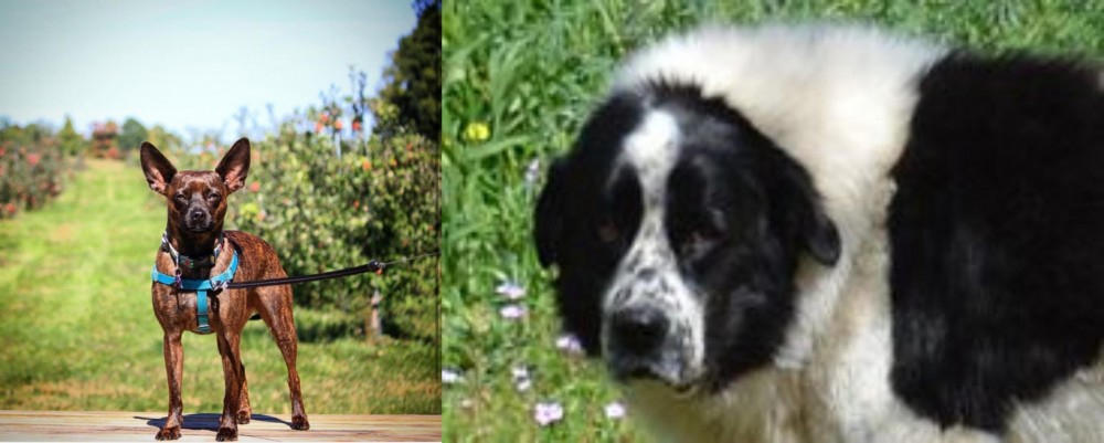 Greek Sheepdog vs Bospin - Breed Comparison