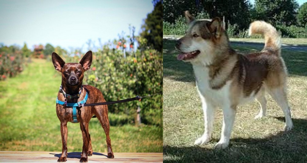Greenland Dog vs Bospin - Breed Comparison