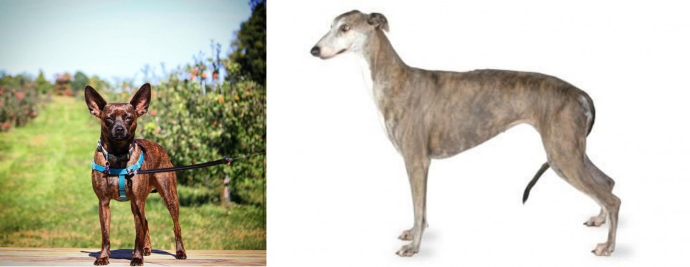 Greyhound vs Bospin - Breed Comparison