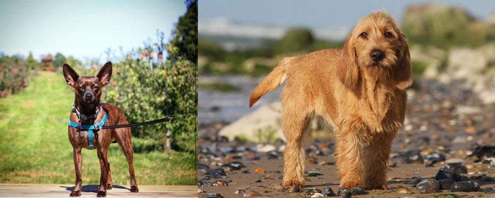 Griffon Fauve de Bretagne vs Bospin - Breed Comparison
