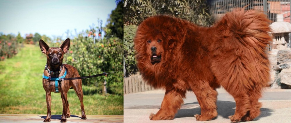 Himalayan Mastiff vs Bospin - Breed Comparison