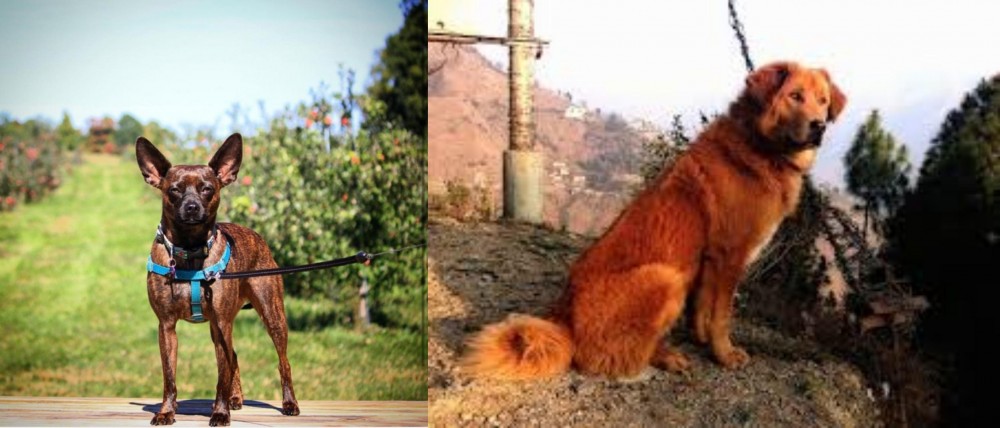 Himalayan Sheepdog vs Bospin - Breed Comparison