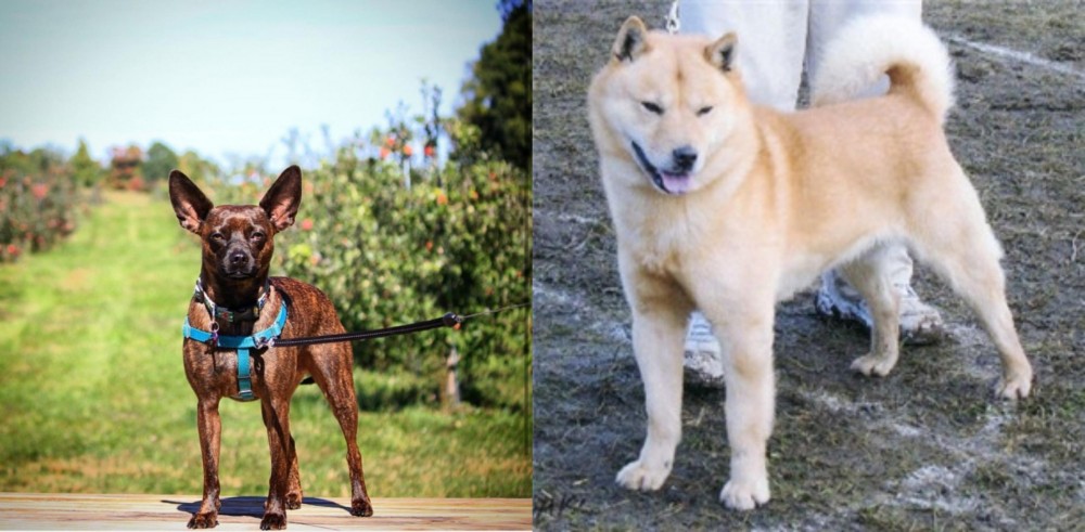 Hokkaido vs Bospin - Breed Comparison