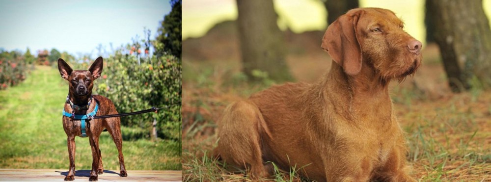 Hungarian Wirehaired Vizsla vs Bospin - Breed Comparison