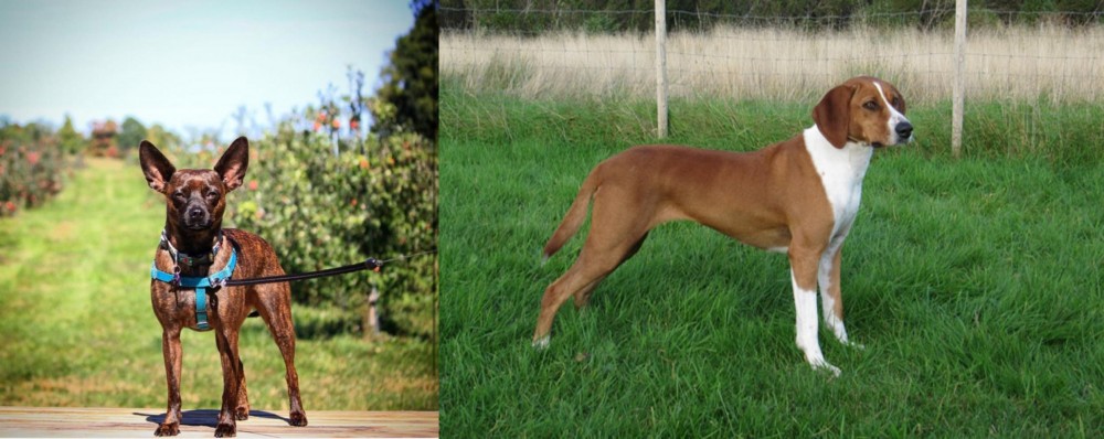 Hygenhund vs Bospin - Breed Comparison