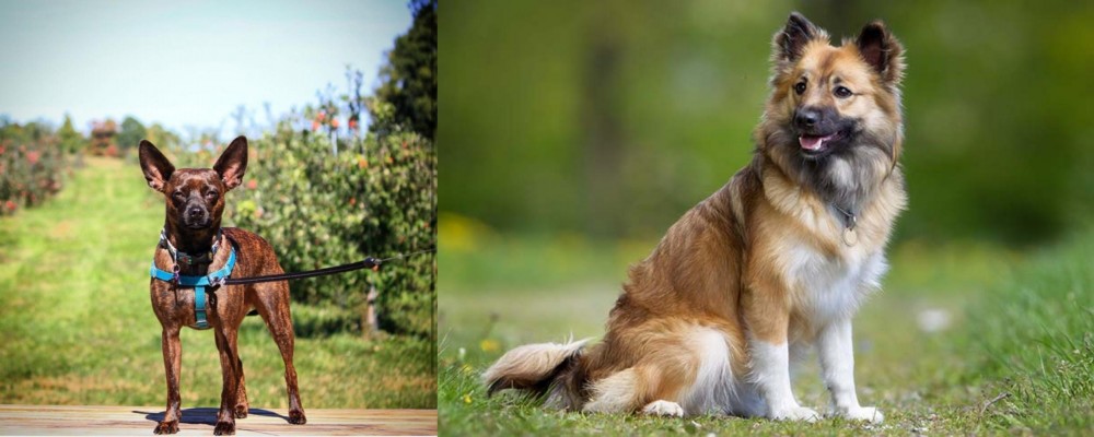 Icelandic Sheepdog vs Bospin - Breed Comparison