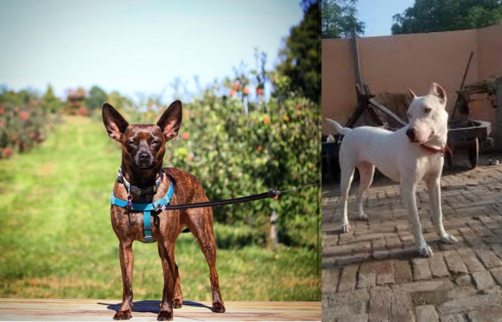 Indian Bull Terrier vs Bospin - Breed Comparison