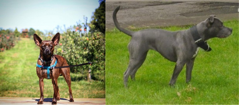 Irish Bull Terrier vs Bospin - Breed Comparison
