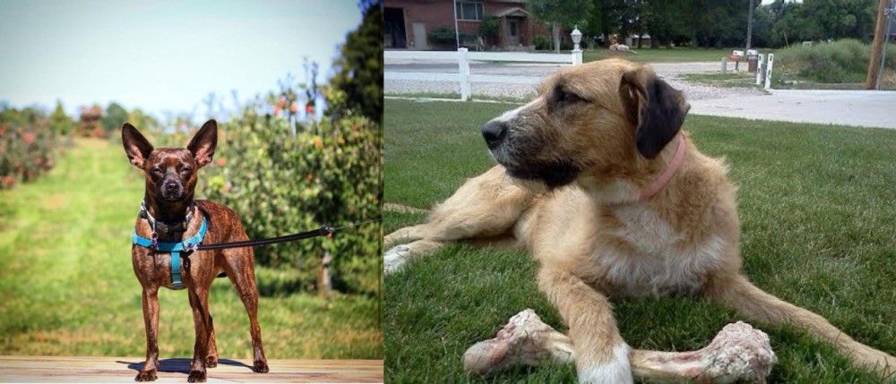 Irish Mastiff Hound vs Bospin - Breed Comparison