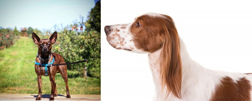 Irish Red and White Setter vs Bospin - Breed Comparison