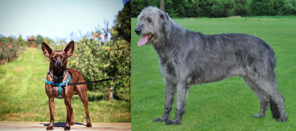 Irish Wolfhound vs Bospin - Breed Comparison