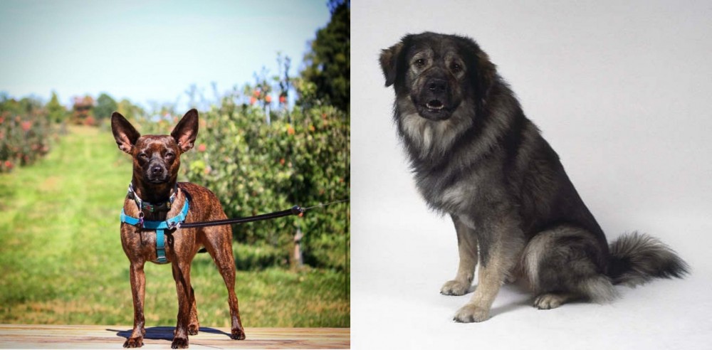 Istrian Sheepdog vs Bospin - Breed Comparison