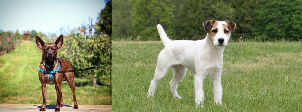 Jack Russell Terrier vs Bospin - Breed Comparison