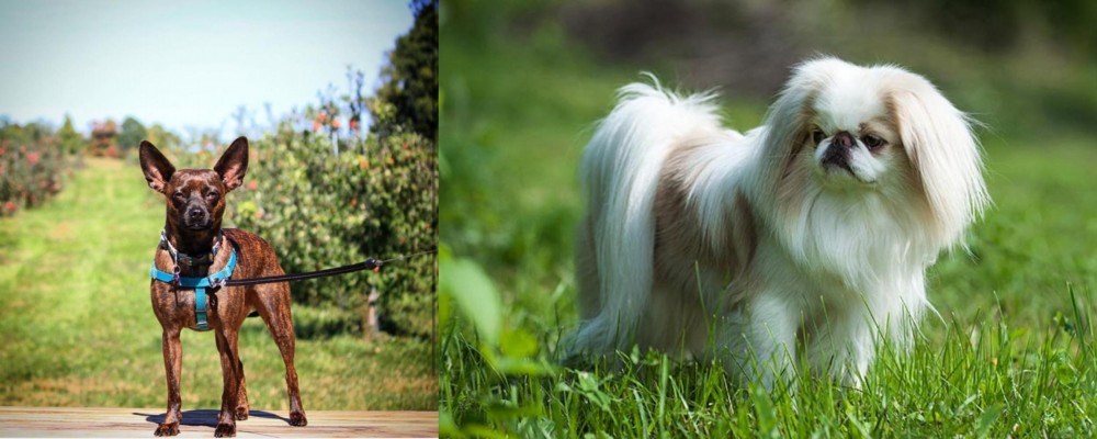 Japanese Chin vs Bospin - Breed Comparison