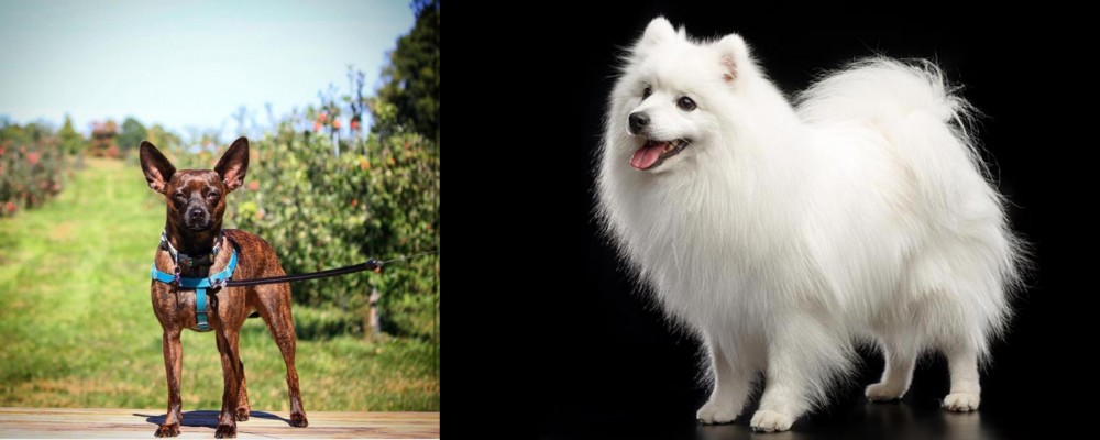 Japanese Spitz vs Bospin - Breed Comparison