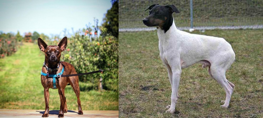 Japanese Terrier vs Bospin - Breed Comparison