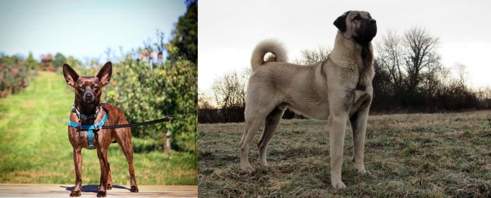 Kangal Dog vs Bospin - Breed Comparison