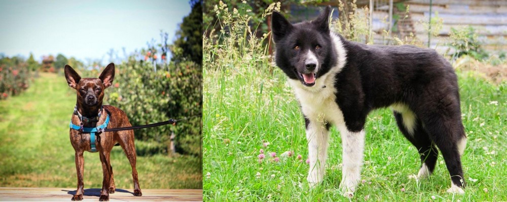 Karelian Bear Dog vs Bospin - Breed Comparison