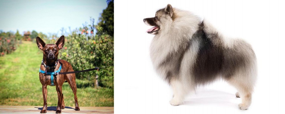 Keeshond vs Bospin - Breed Comparison