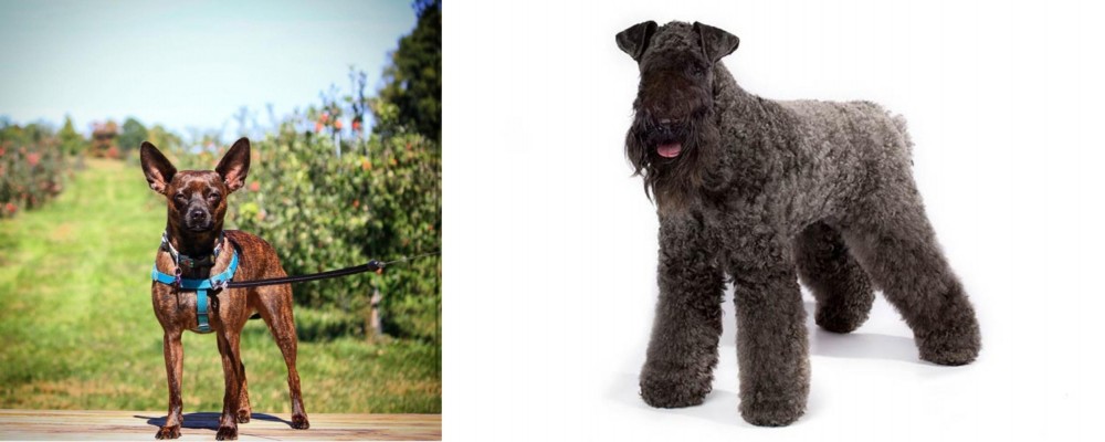 Kerry Blue Terrier vs Bospin - Breed Comparison