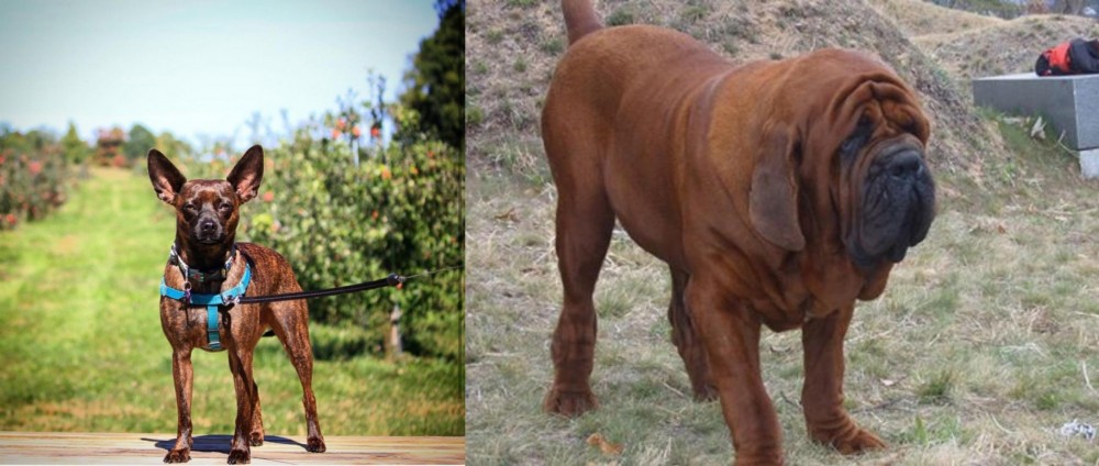 Korean Mastiff vs Bospin - Breed Comparison