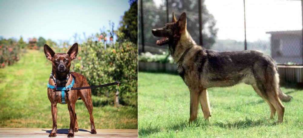 Kunming Dog vs Bospin - Breed Comparison