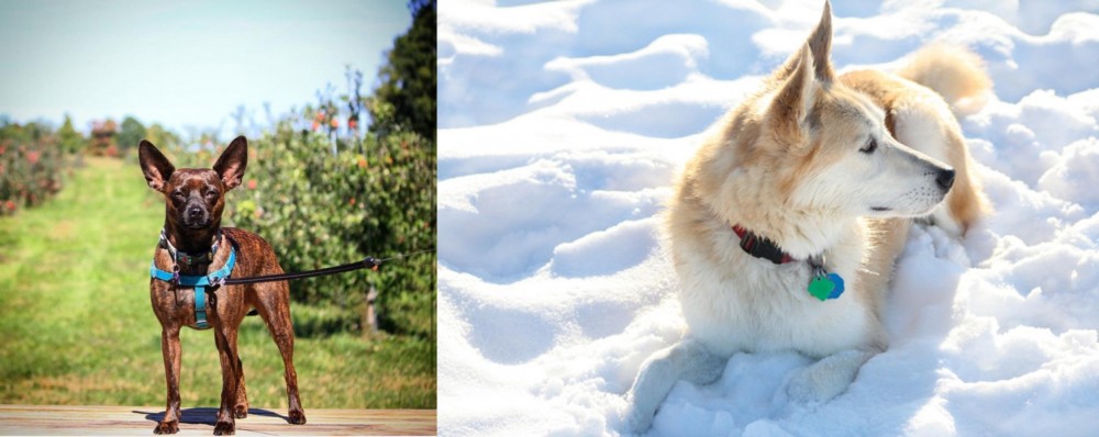 Labrador Husky vs Bospin - Breed Comparison