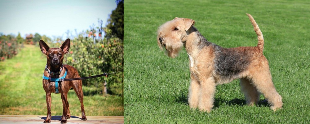 Lakeland Terrier vs Bospin - Breed Comparison