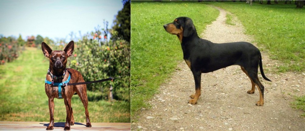 Latvian Hound vs Bospin - Breed Comparison