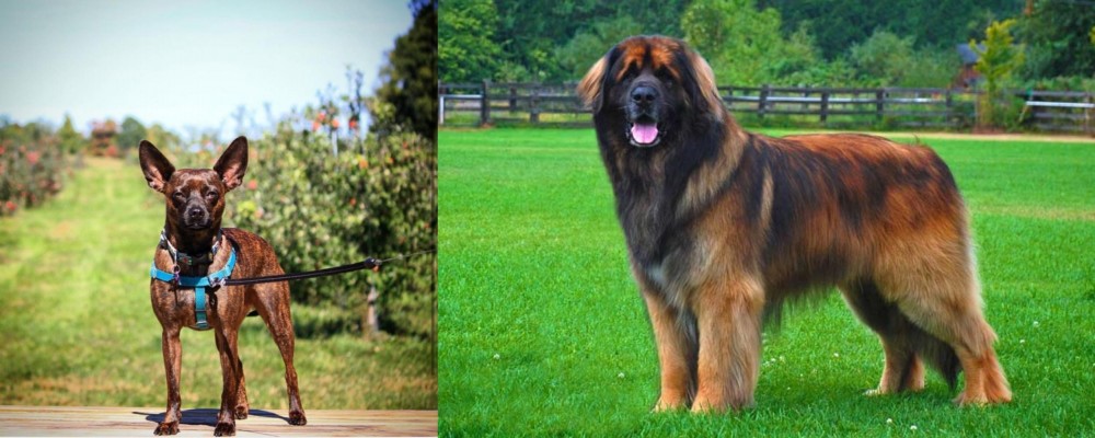 Leonberger vs Bospin - Breed Comparison